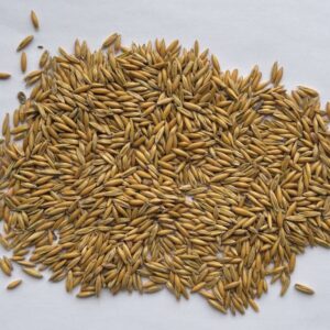 Ovas (Zob) za ishranu stoke