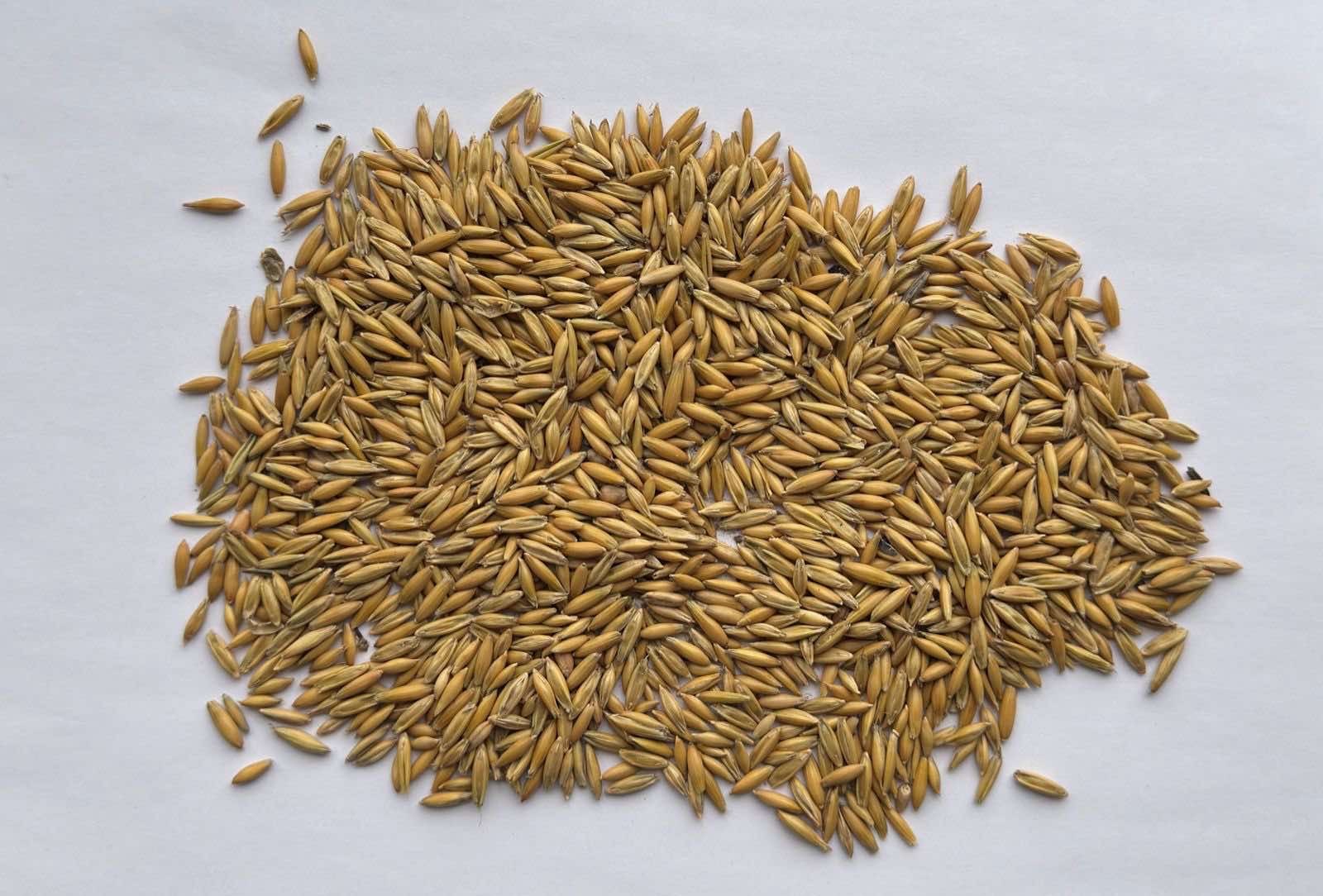 Ovas (Zob) za ishranu stoke